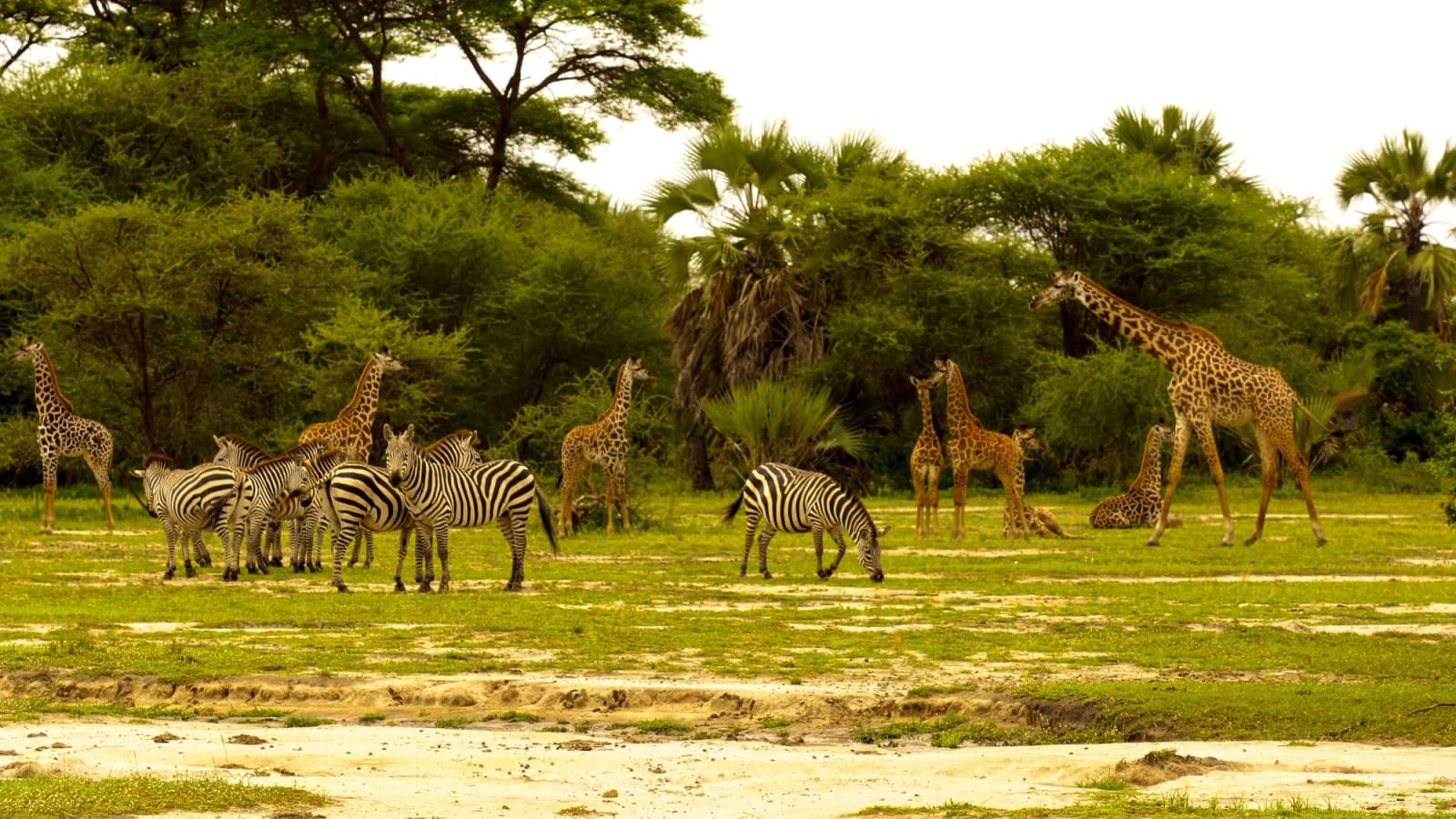 Ultimate Tanzania Safari & Zanzibar Escape
