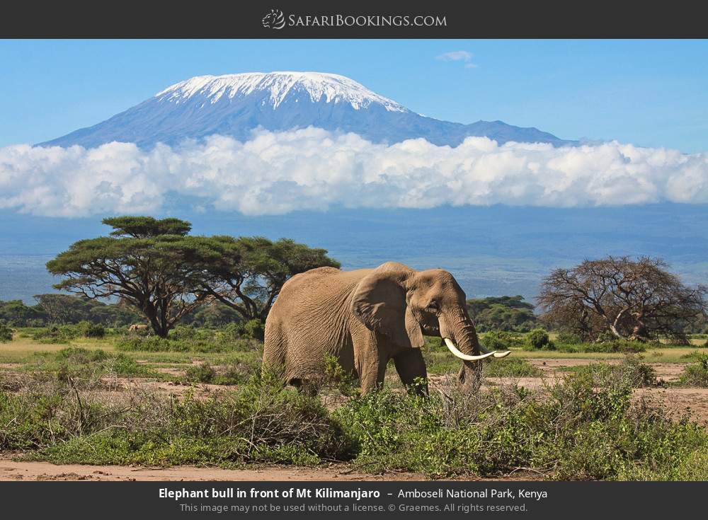 Ultimate Kenya Safari: Wildlife & Wilderness Escape