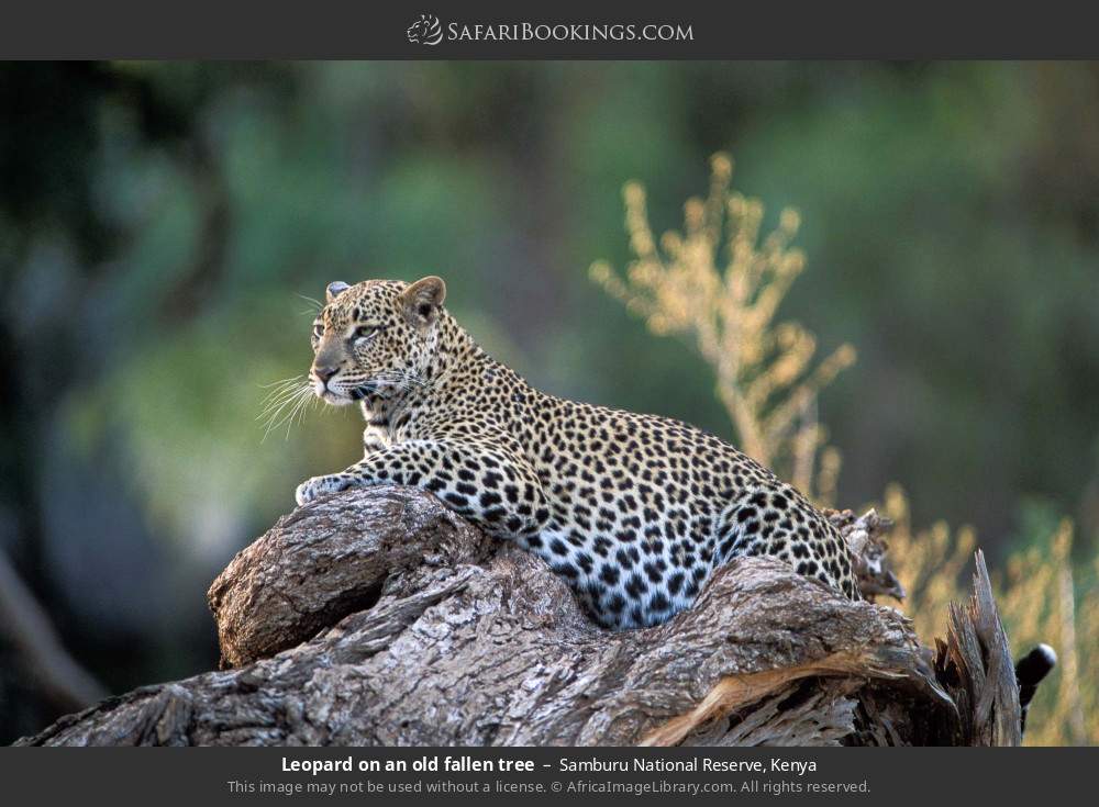 Epic Kenya Safari: Wilderness to Coastal Paradise