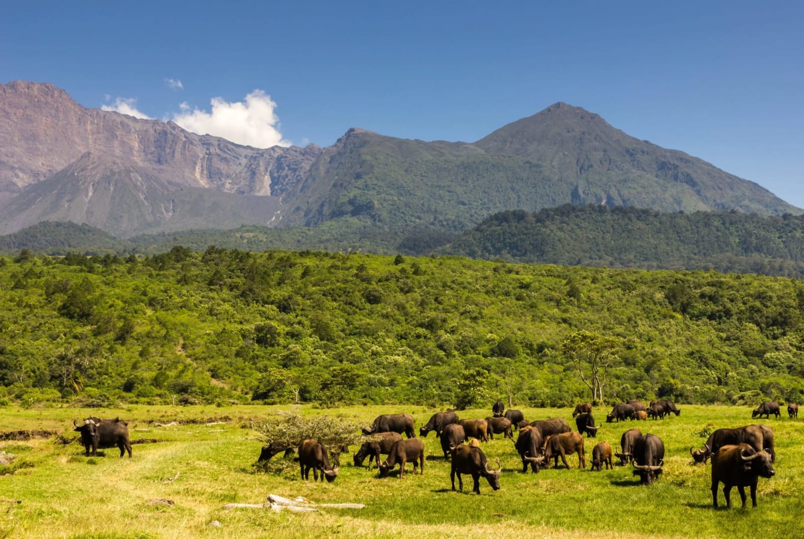 Ultimate Tanzania Wildlife & Culture Explorer