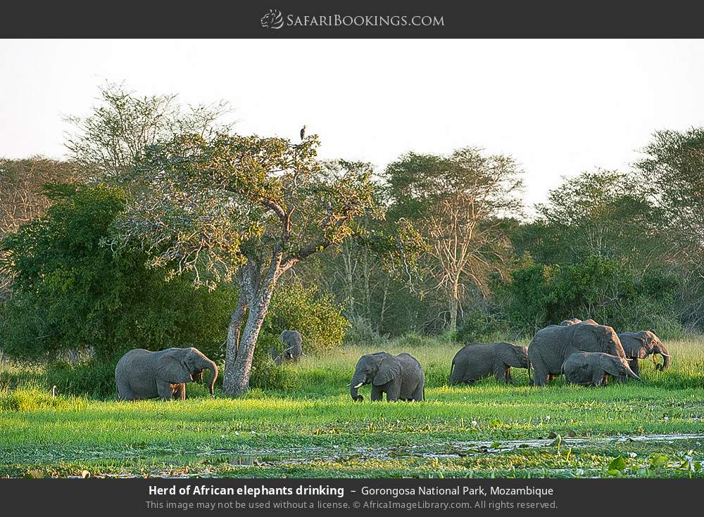 Mozambique Wildlife Explorer: 7-Day Premium Safari