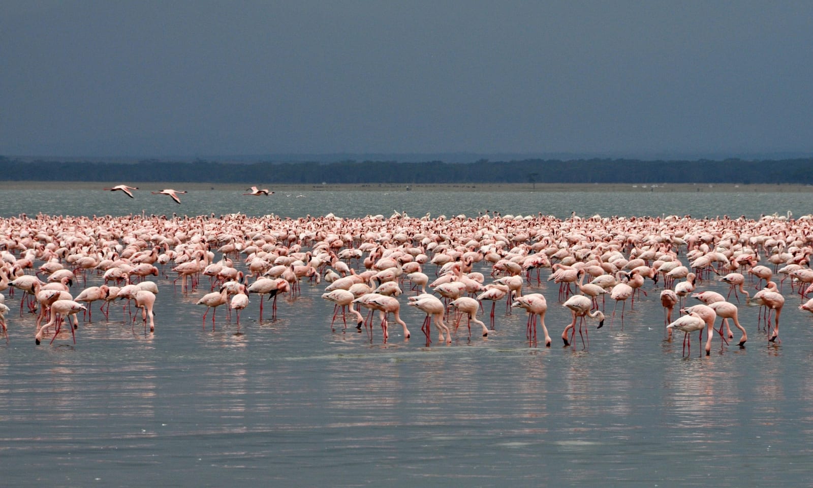 5-Day Bird Watchers Lake Circuit and Masai Mara