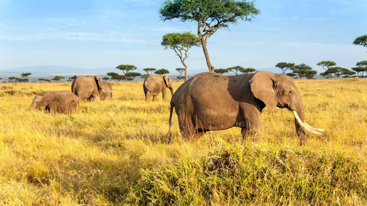 Safari to Spice Island: Your Complete Tanzania & Zanzibar Dual Itinerary