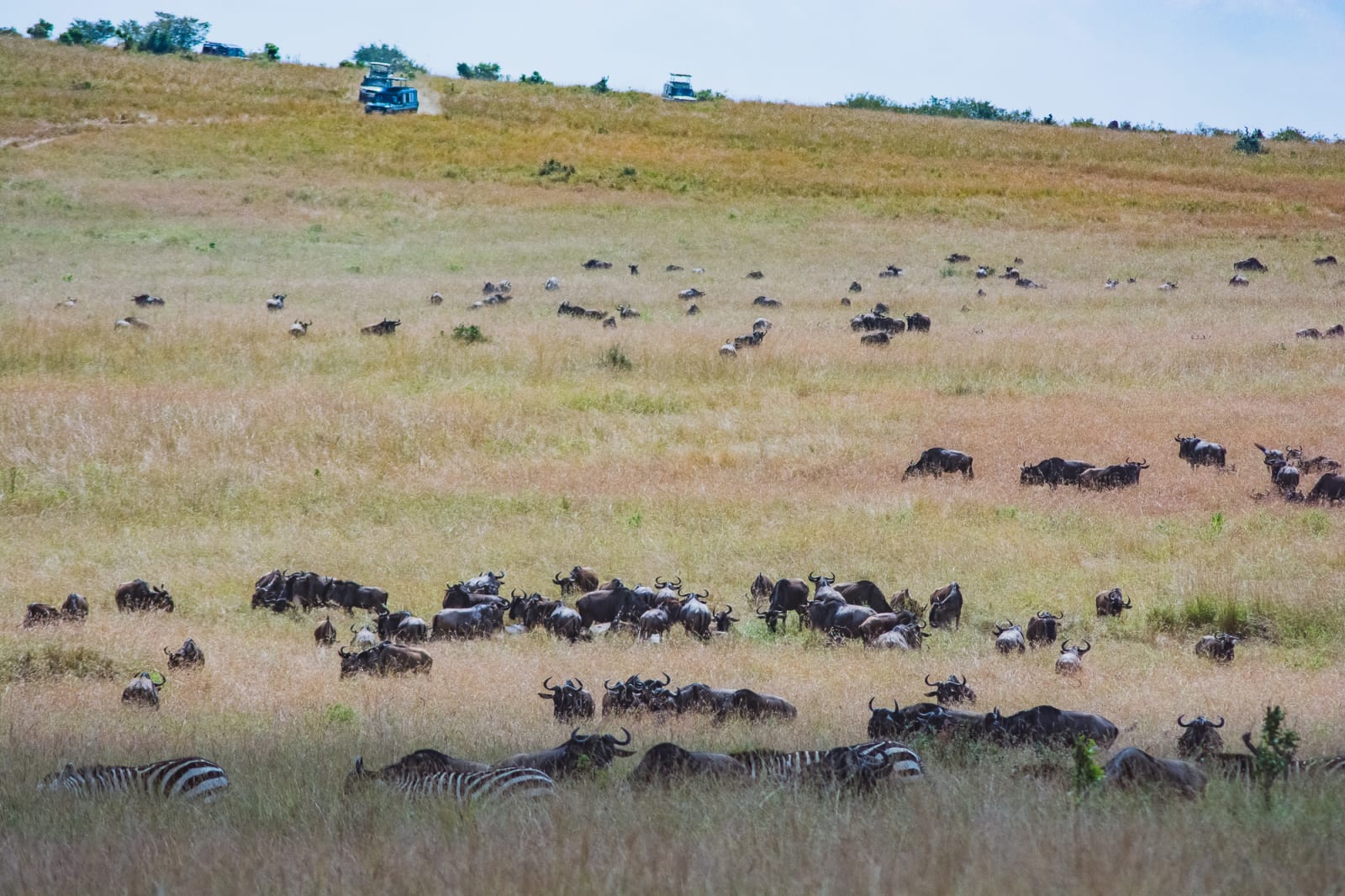 What is the Average Cost to go on a Safari to Africa