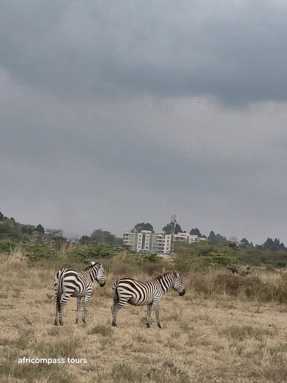 1-Day Nairobi National Park & Giraffe Centre Day Trip