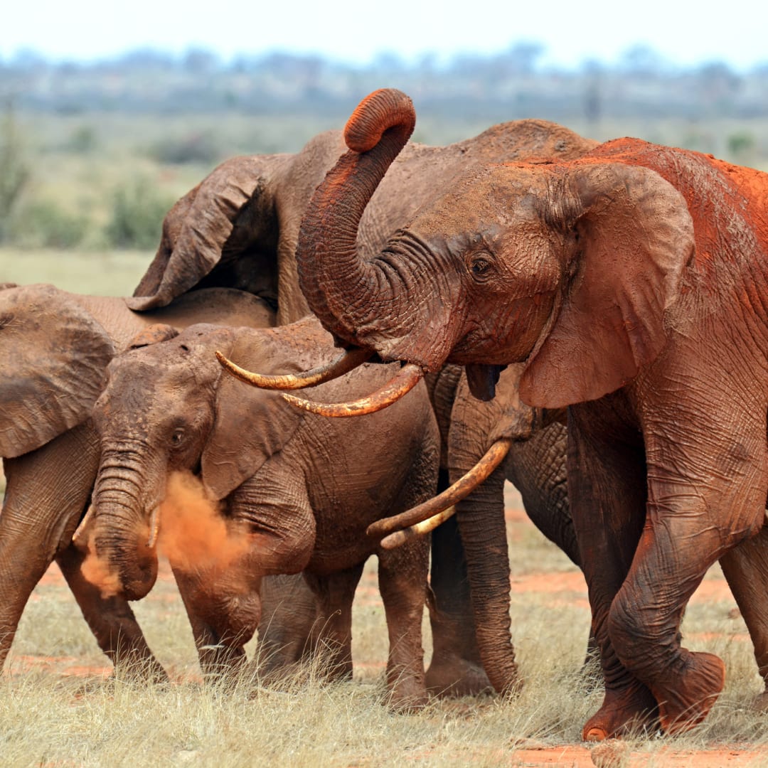肯尼亚 Tsavo East 3日野生动物 safari