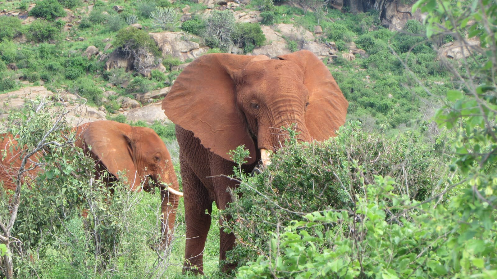 5-Day Wildlife Safari Experience – Amboseli, Tsavo West & Tsavo East