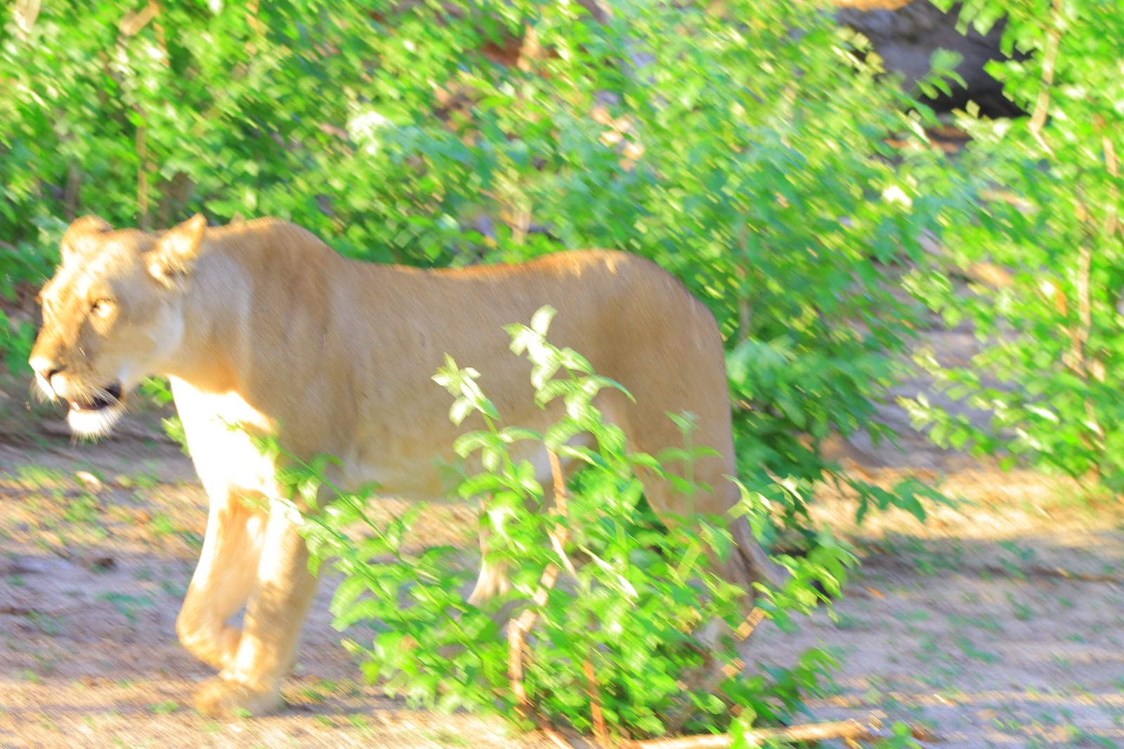 3-Day CHOBE NATIONAL PARK ADVENTURE