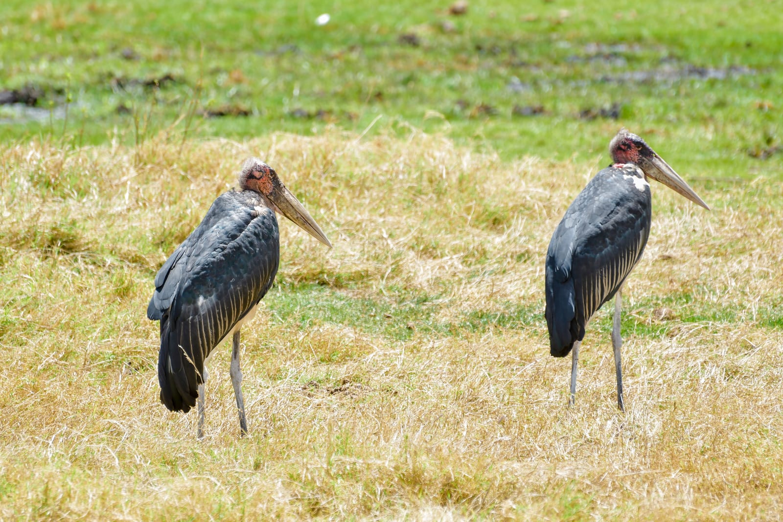 2-Day TARANGIRE AND NGORONGORO CRATER SAFARI
