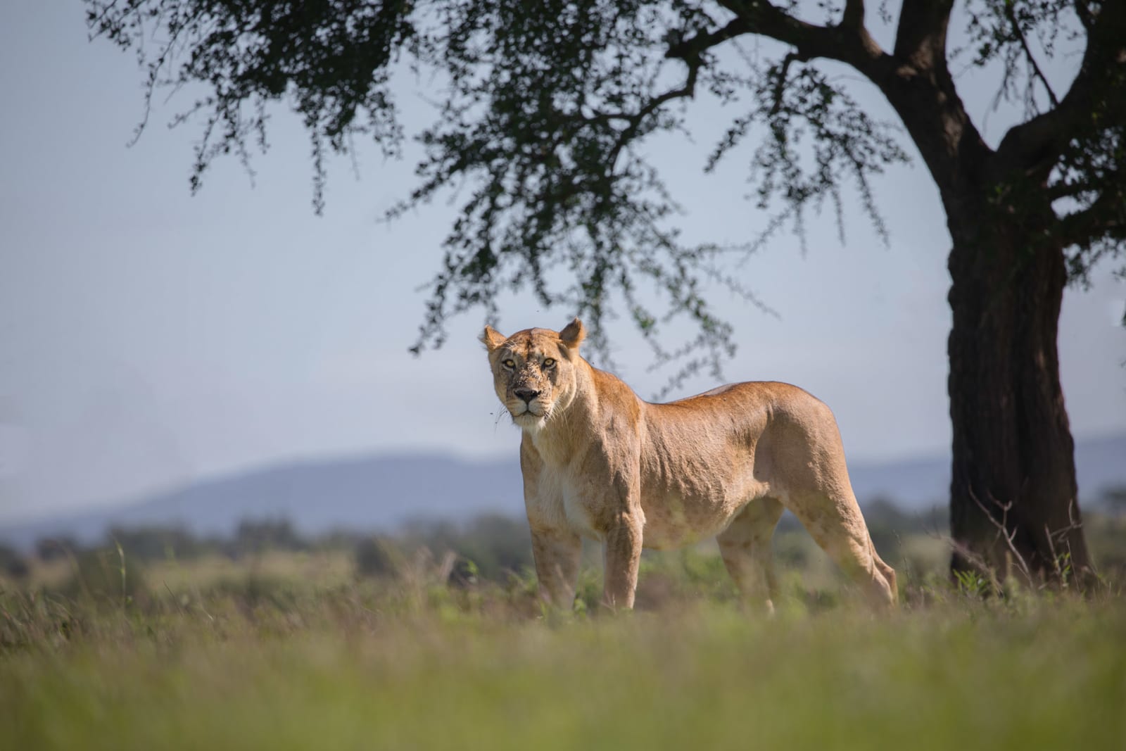 Affordable safari packages from Nairobi to Maasai Mara