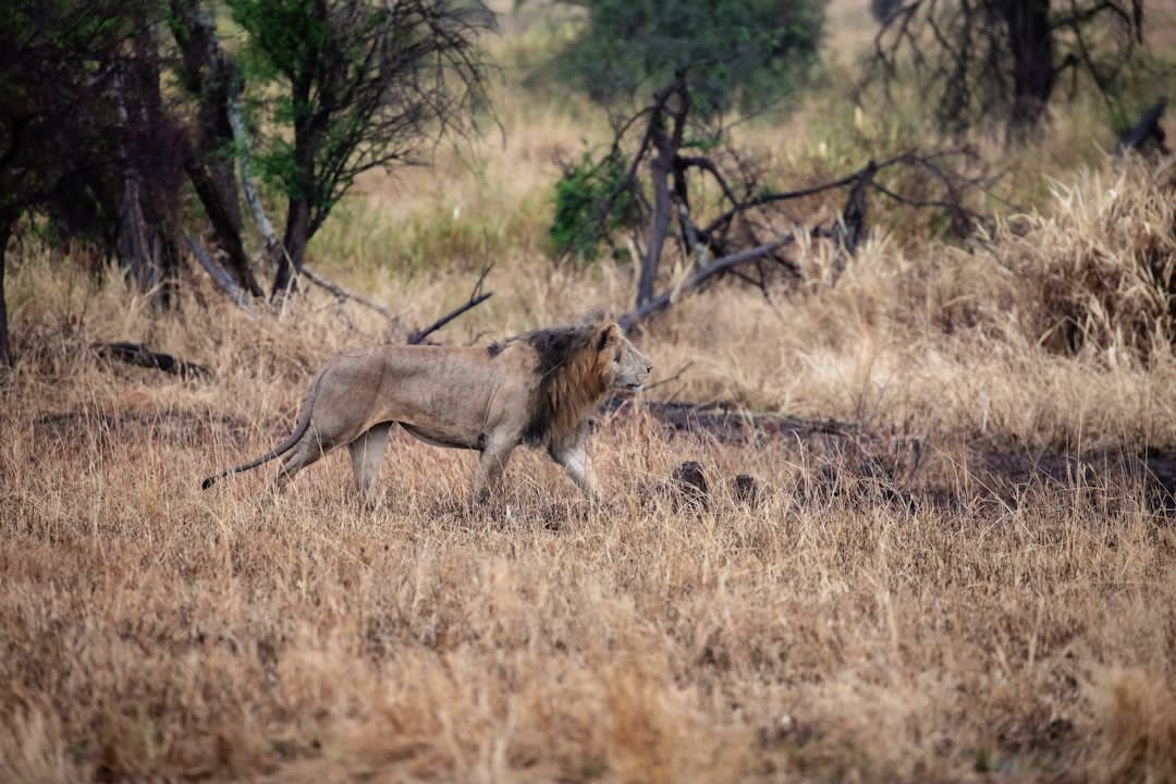 How Much Does a 5-Day Serengeti Safari Cost in 2026 for First-Time Visitors?