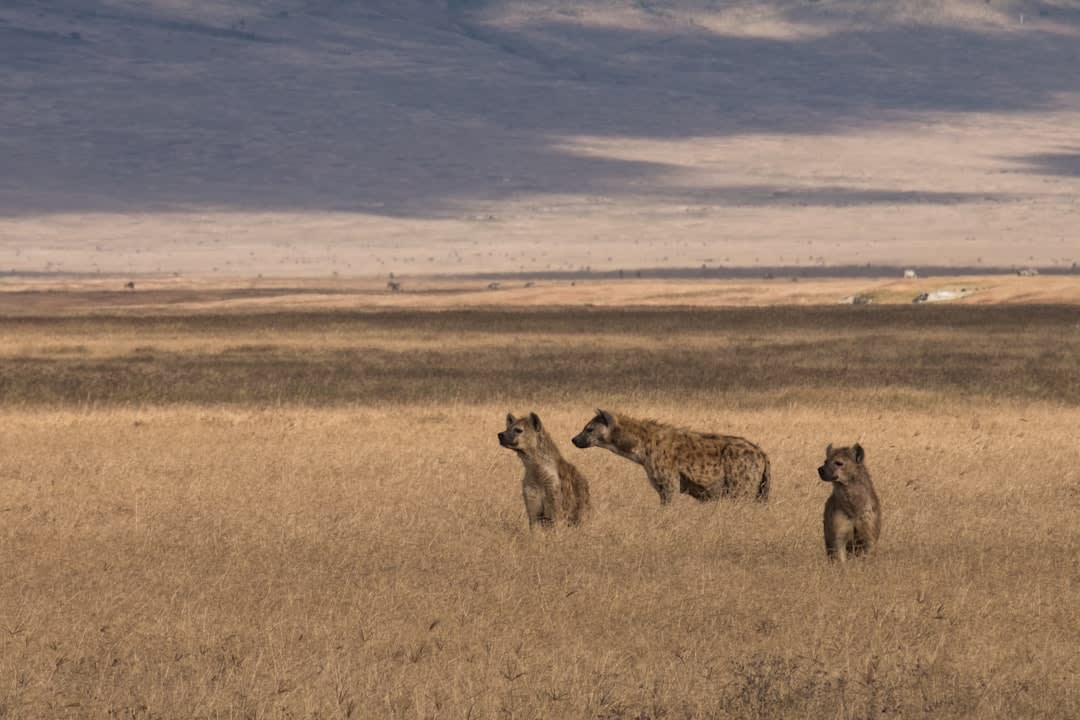 Complete Budget Guide to Serengeti and Ngorongoro Safari Packages Under $4000 for American Travelers