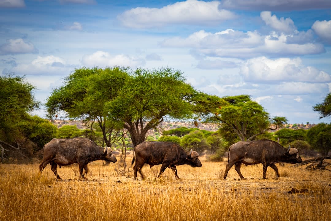 Serengeti vs Kilimanjaro Safari: Which Tanzania Experience Offers Best Value for French Families in 2026?