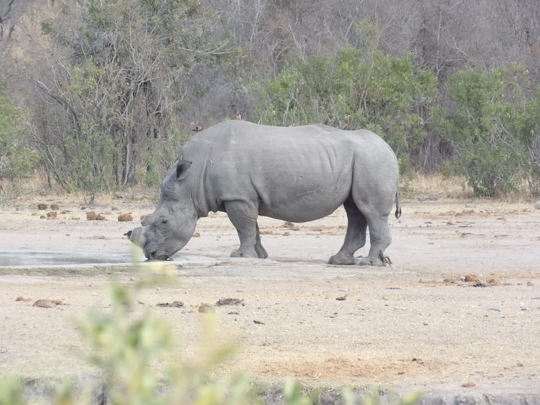 How Much Does an Ethical Rhino Viewing Safari in South Africa Cost in 2026?
