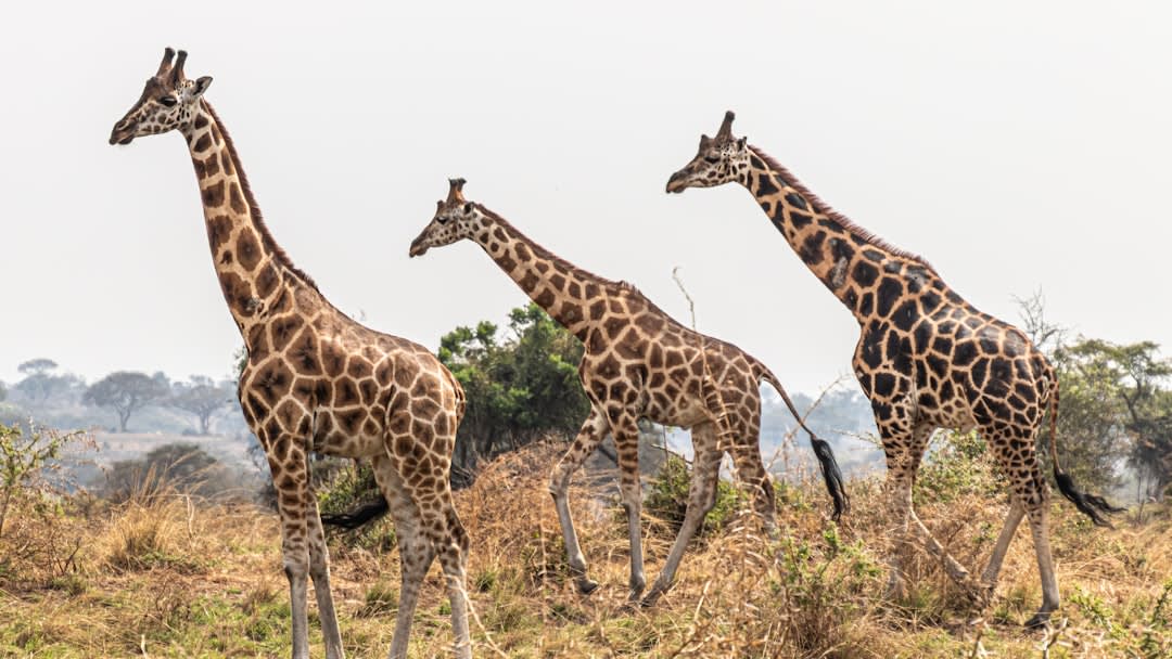 Helicopter Safari vs Ground Safari in Uganda: Which Experience Is Better for First-Time Visitors?