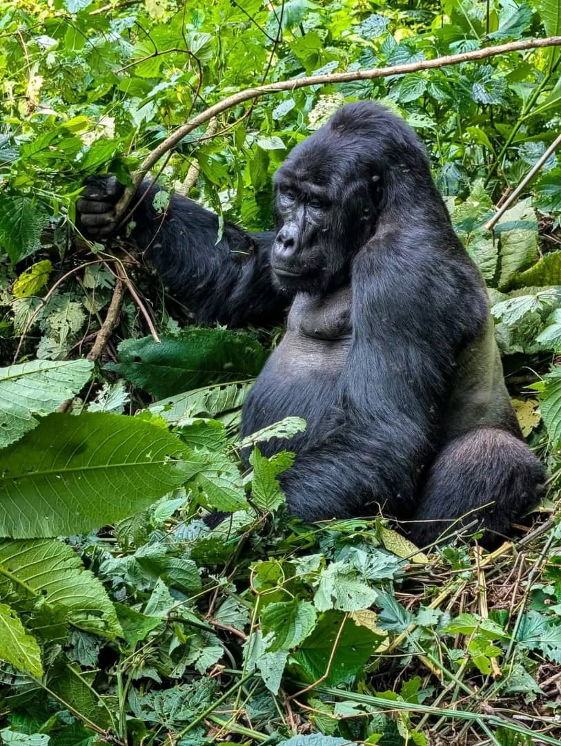 13-Day Uganda Uncovered