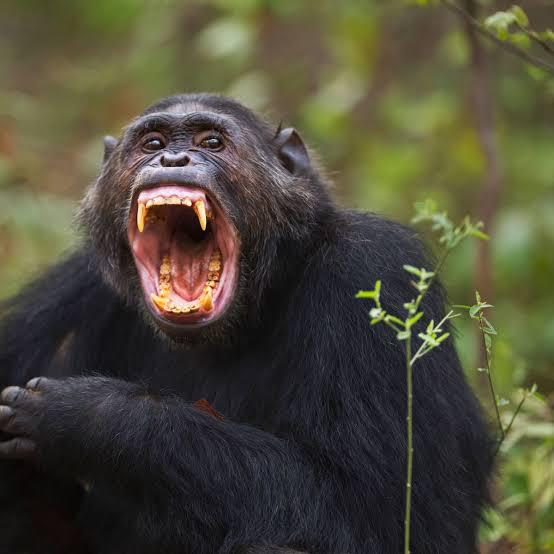 7-Day Chimpanzee and Gorilla Trekking in Uganda