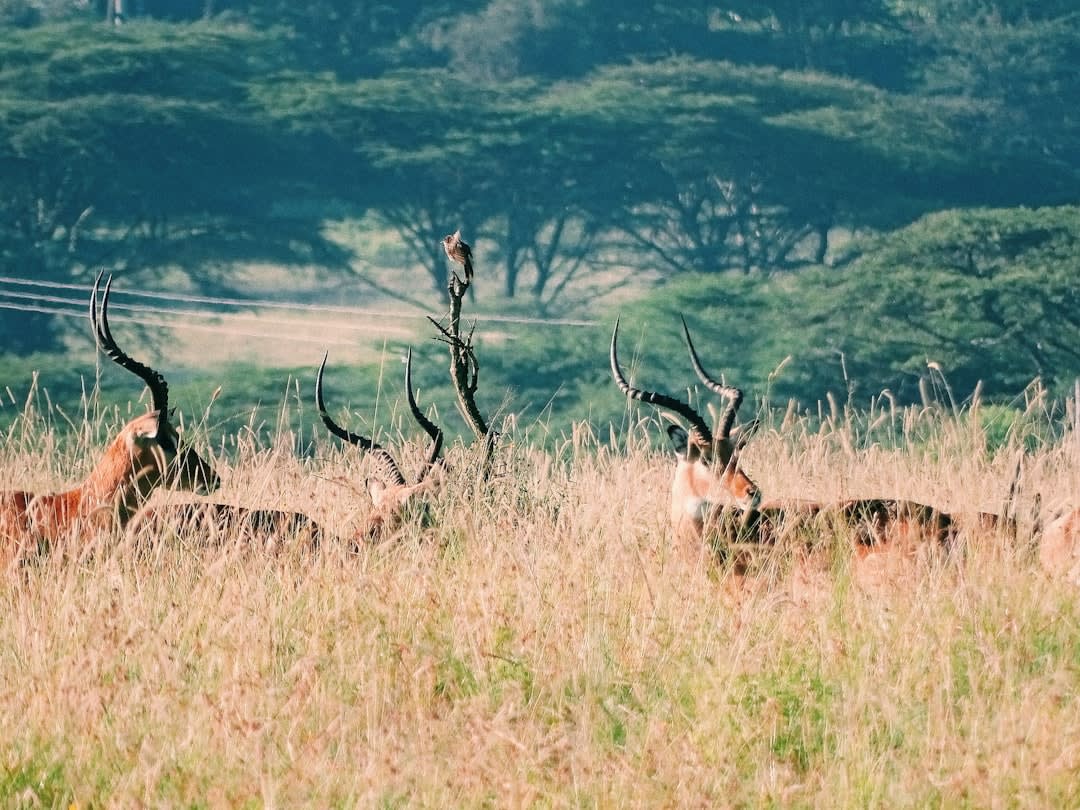 Borana Conservancy