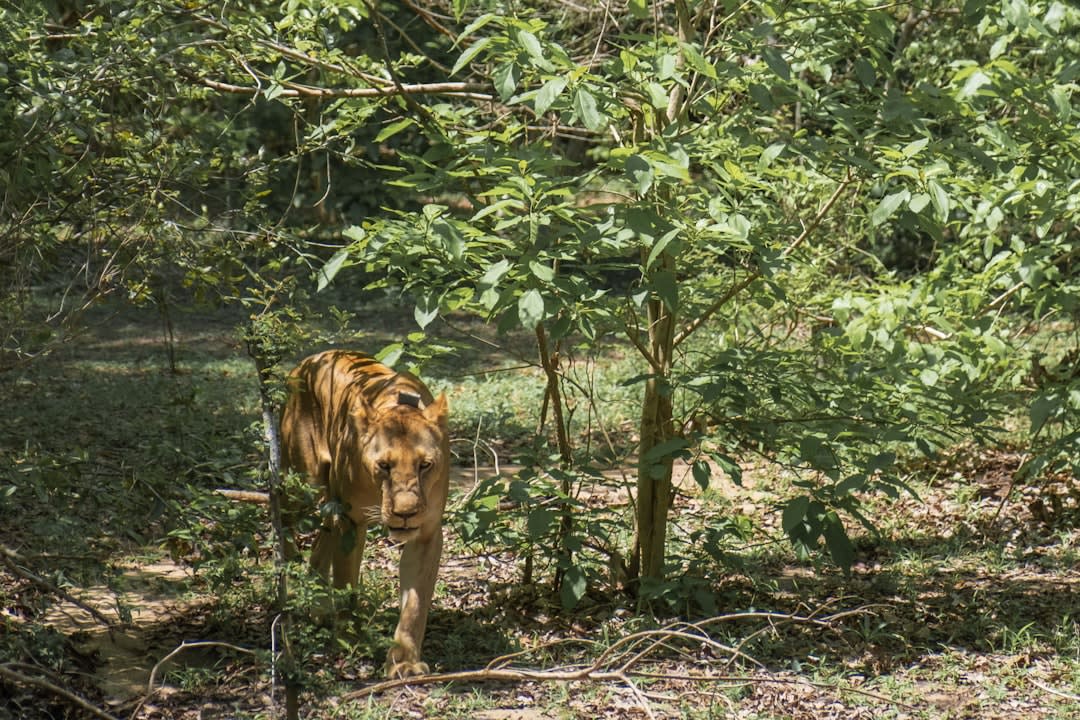 Selous Game Reserve