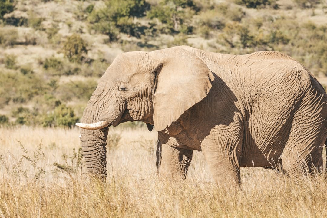 Pilanesberg Game Reserve