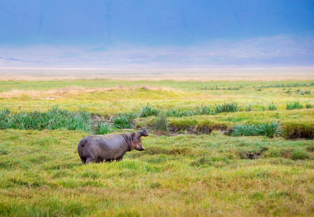 Ngorongoro Crater