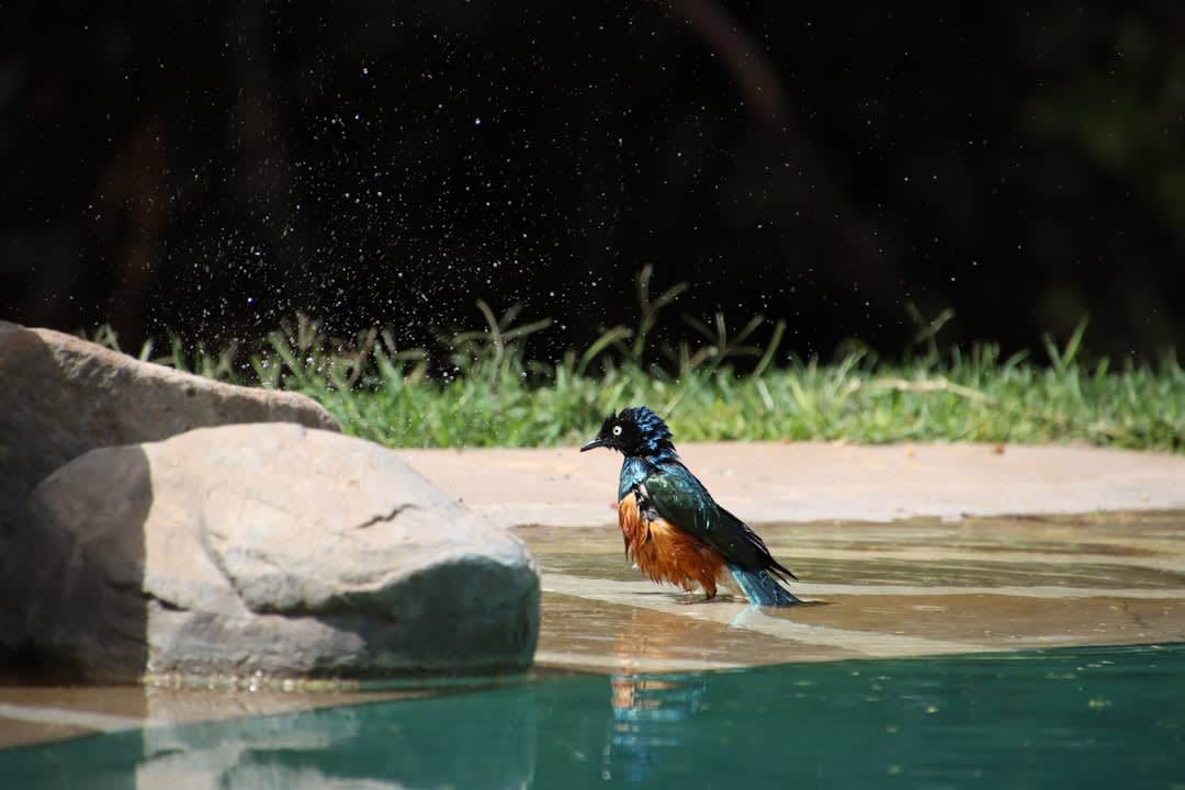 Meru National Park
