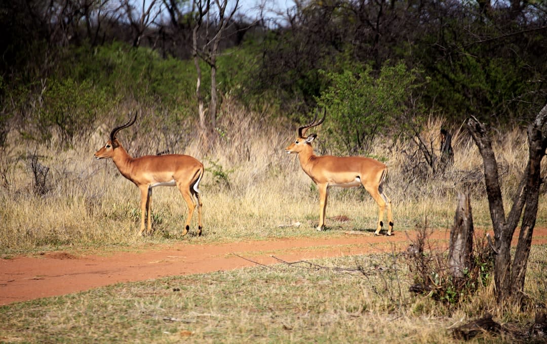 Manyeleti Game Reserve