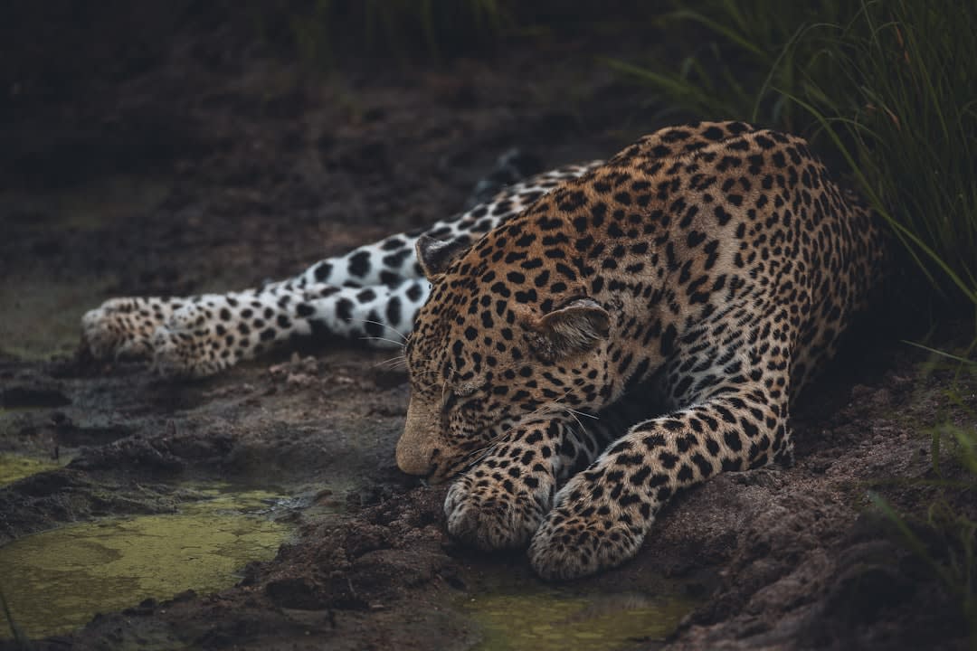 Mashatu Game Reserve