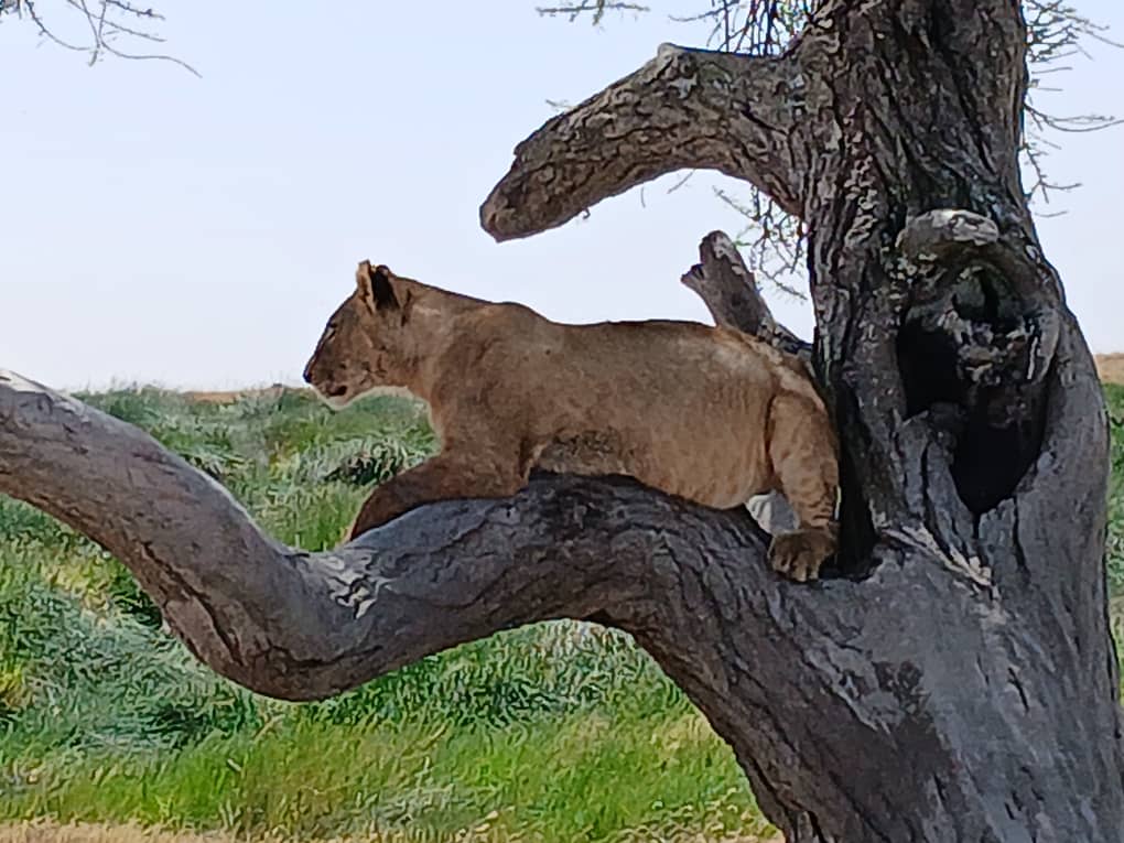 2-Day Adventure to Tarangire & Lake Eyasi Safari
