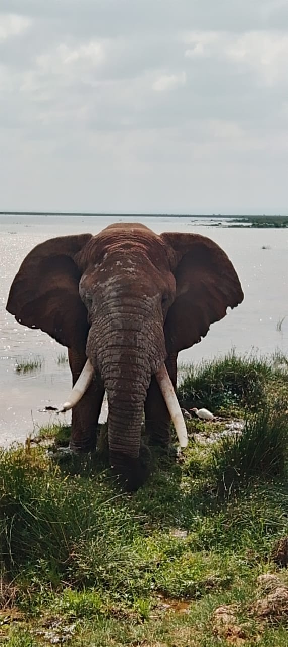 1-Day Amboseli National Park Safari Trip
