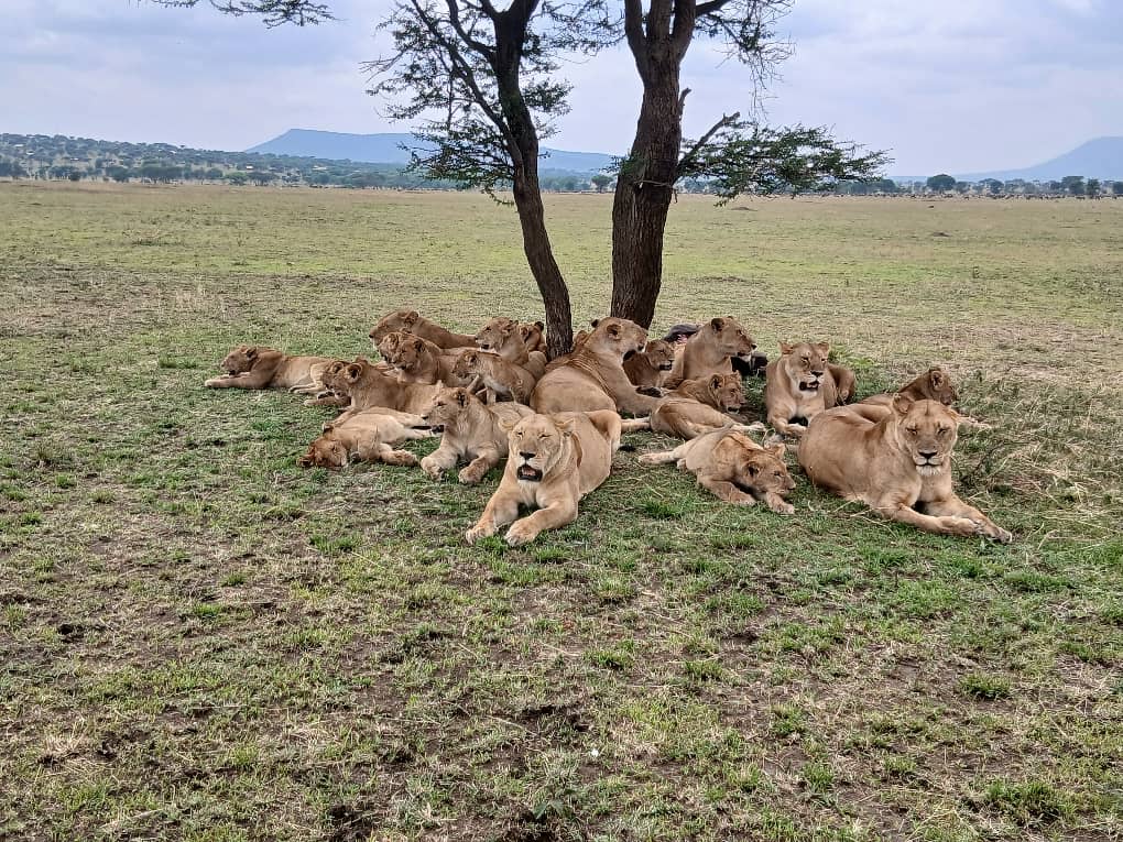 3-Day Luxury Serengeti and Ngorongoro Safari