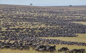 3-Day Winter Migration Serengeti and Ngorongoro Safari