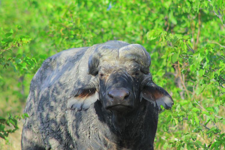Chobe National Park 1-Day Safari