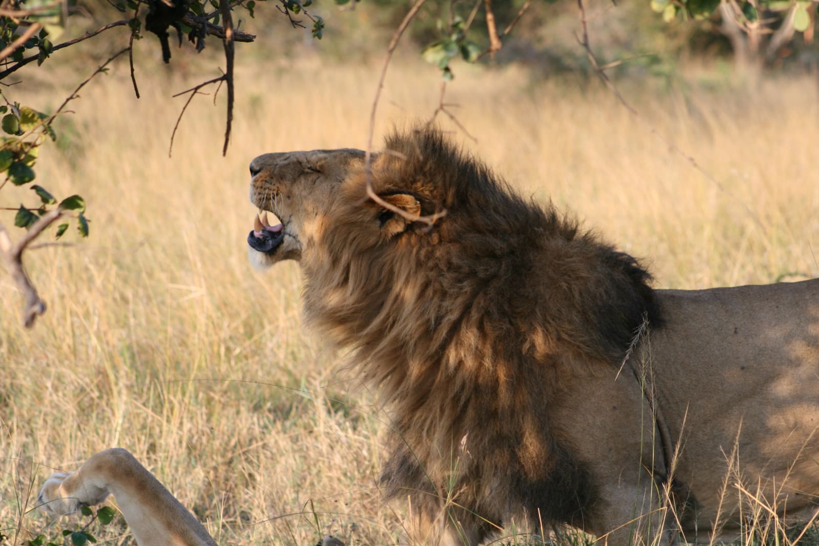 3天 Manyara湖、Tarangire和Ngorongoro Crater Safari之旅
