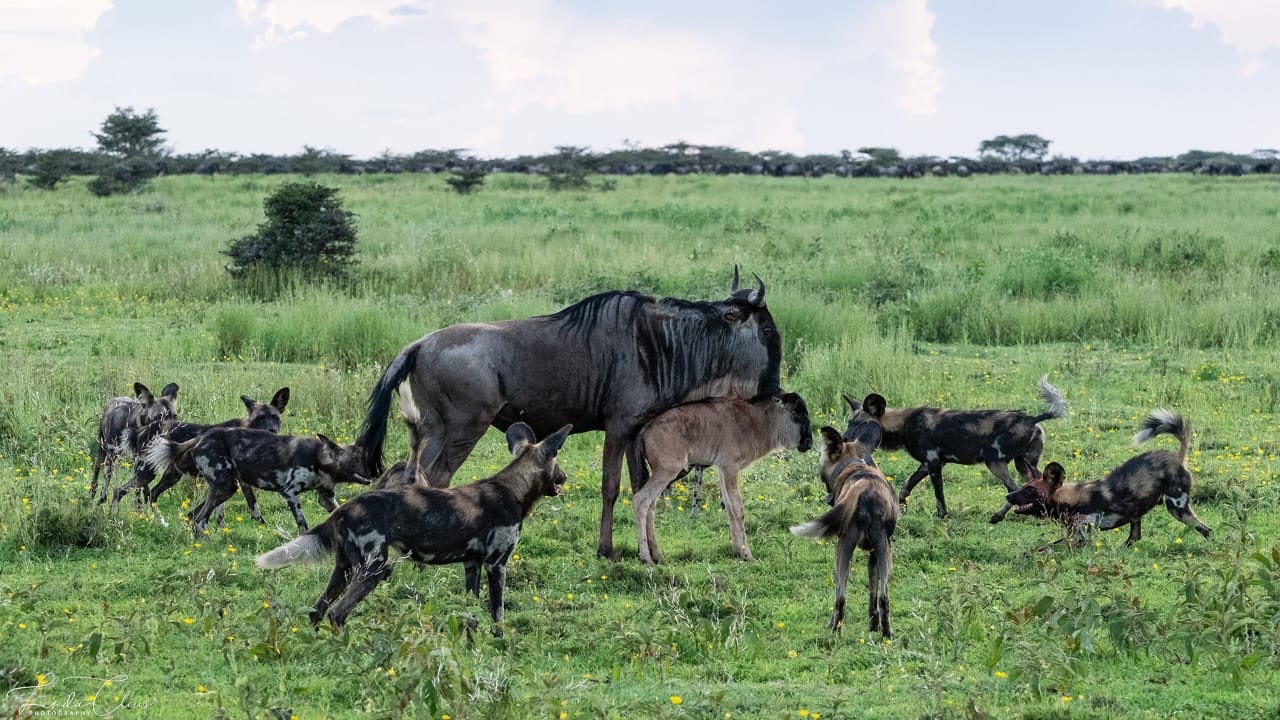 5-Day 🐃 Ndutu Calving Season Safari & Ngorongoro Crater Experience