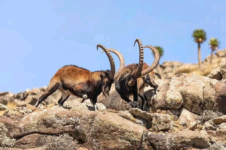 3-Day Simien Mountains and Gondar Tour with Flights