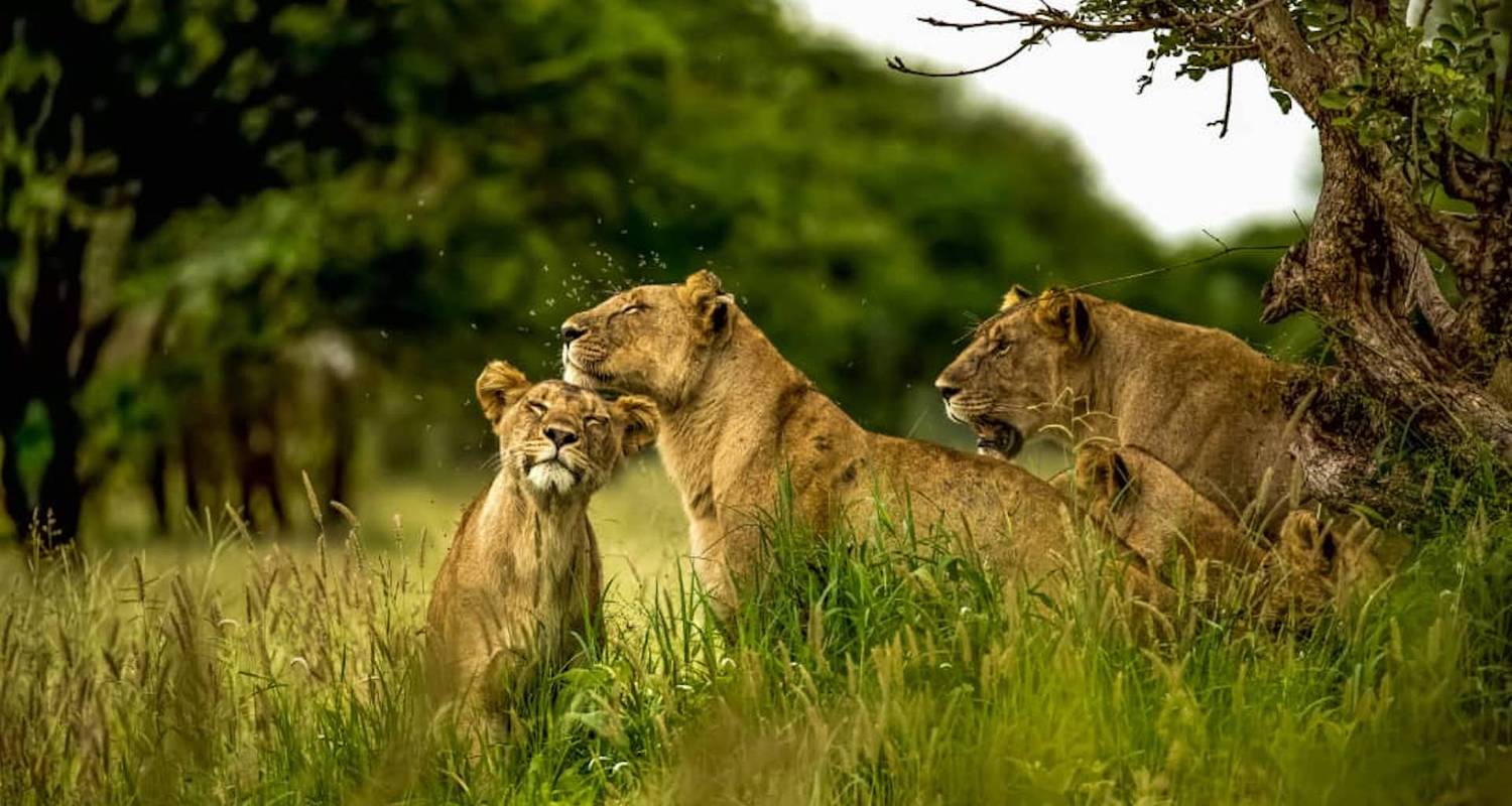 4-Day Luxury Tanzania Safari