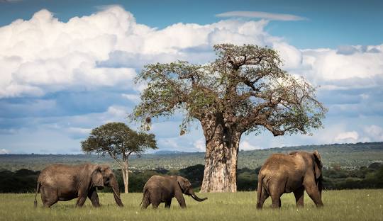 4-Day High-end Tanzania Safari