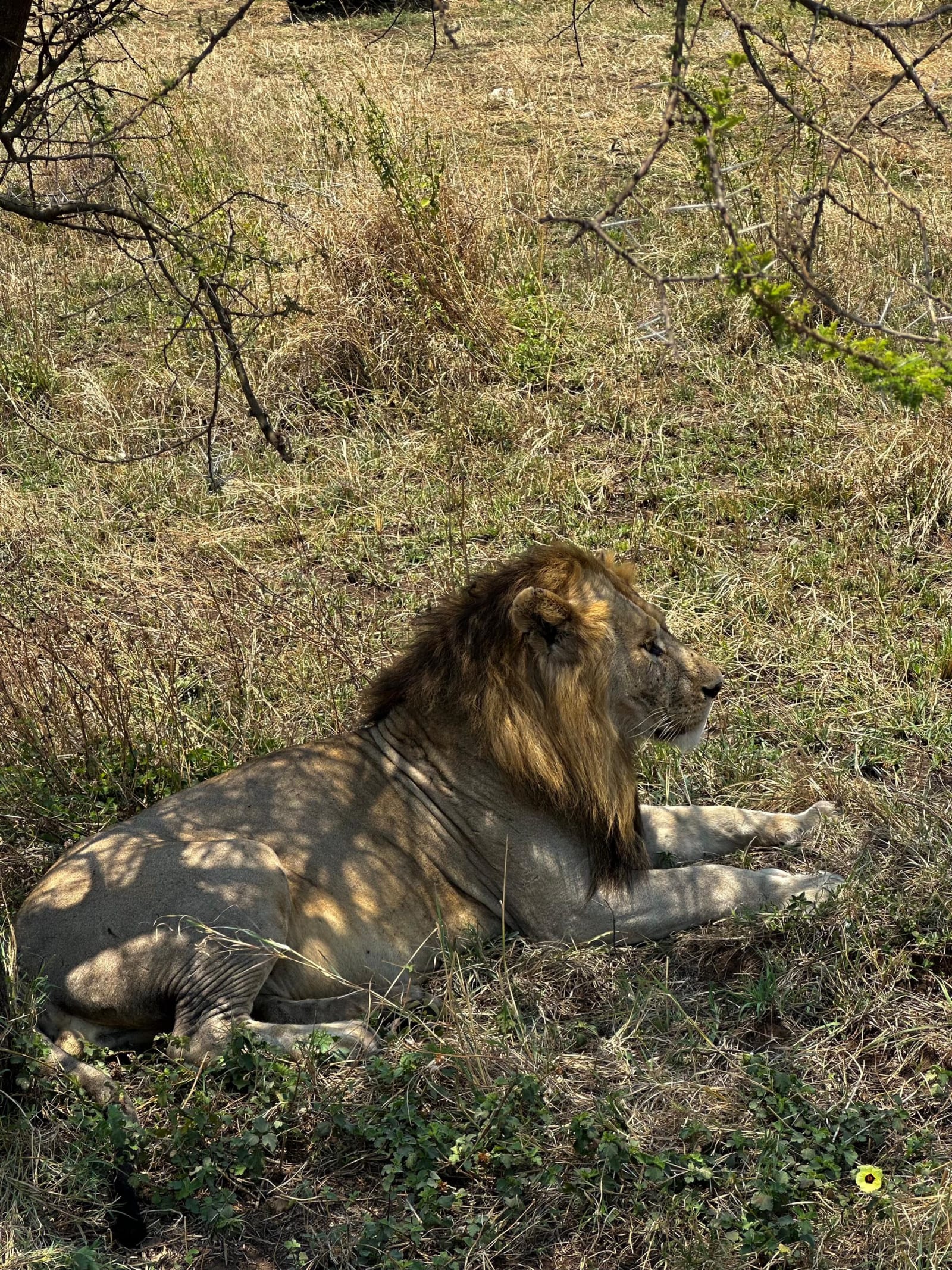 5-Day Adventure in Tarangire, Ngorongoro & Manyara Safari