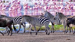 5-Day Epic Safari Tarangire, Serengeti, Ngorongoro & Lake Manyara