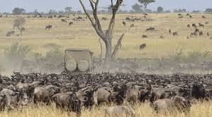 5-Day Safari to Tarangire, Serengeti, Ngorongoro & Lake Manyara