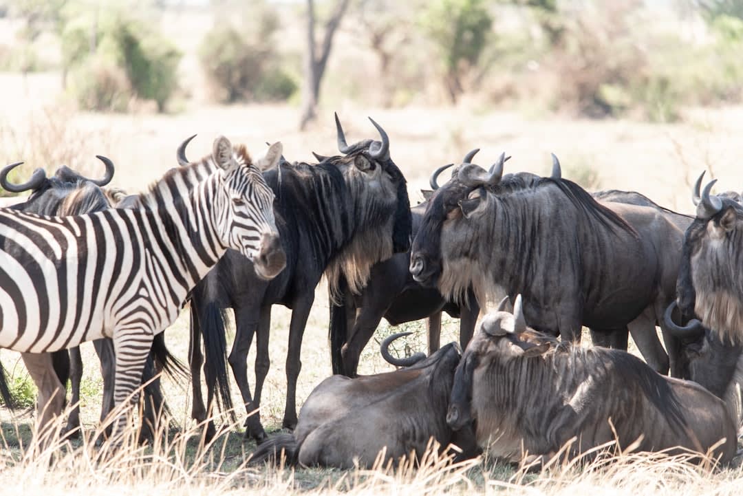 Best Family Safari Packages Under $5000 During Great Migration 2026