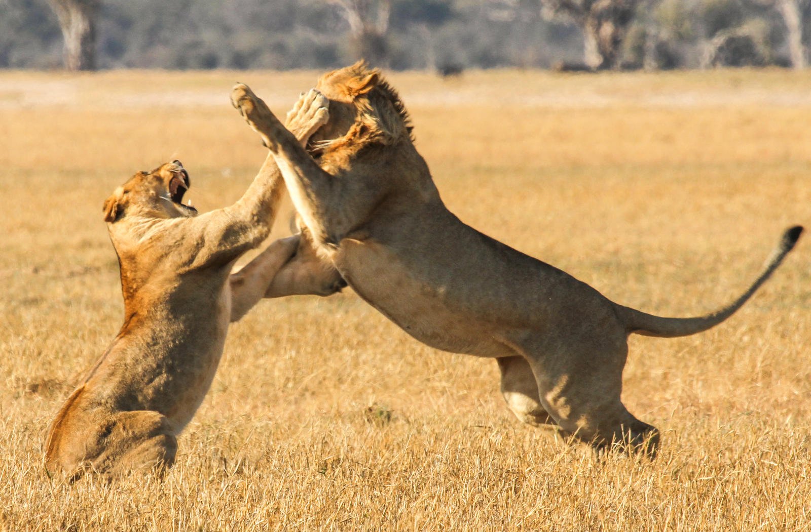 1-Day Chobe Day Trip from Victoria Falls