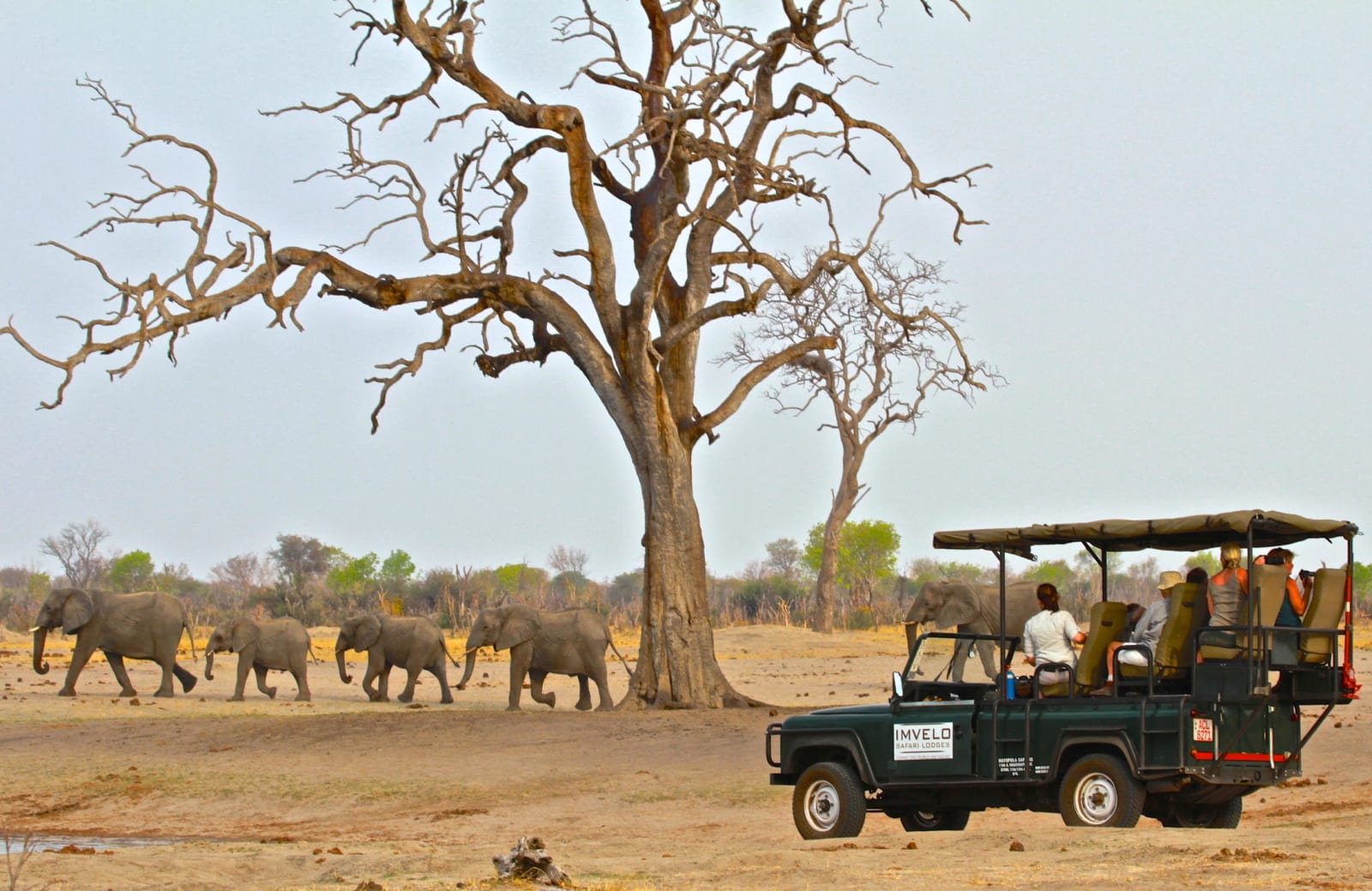 1-Day Hwange Day Safari from Victoria Falls