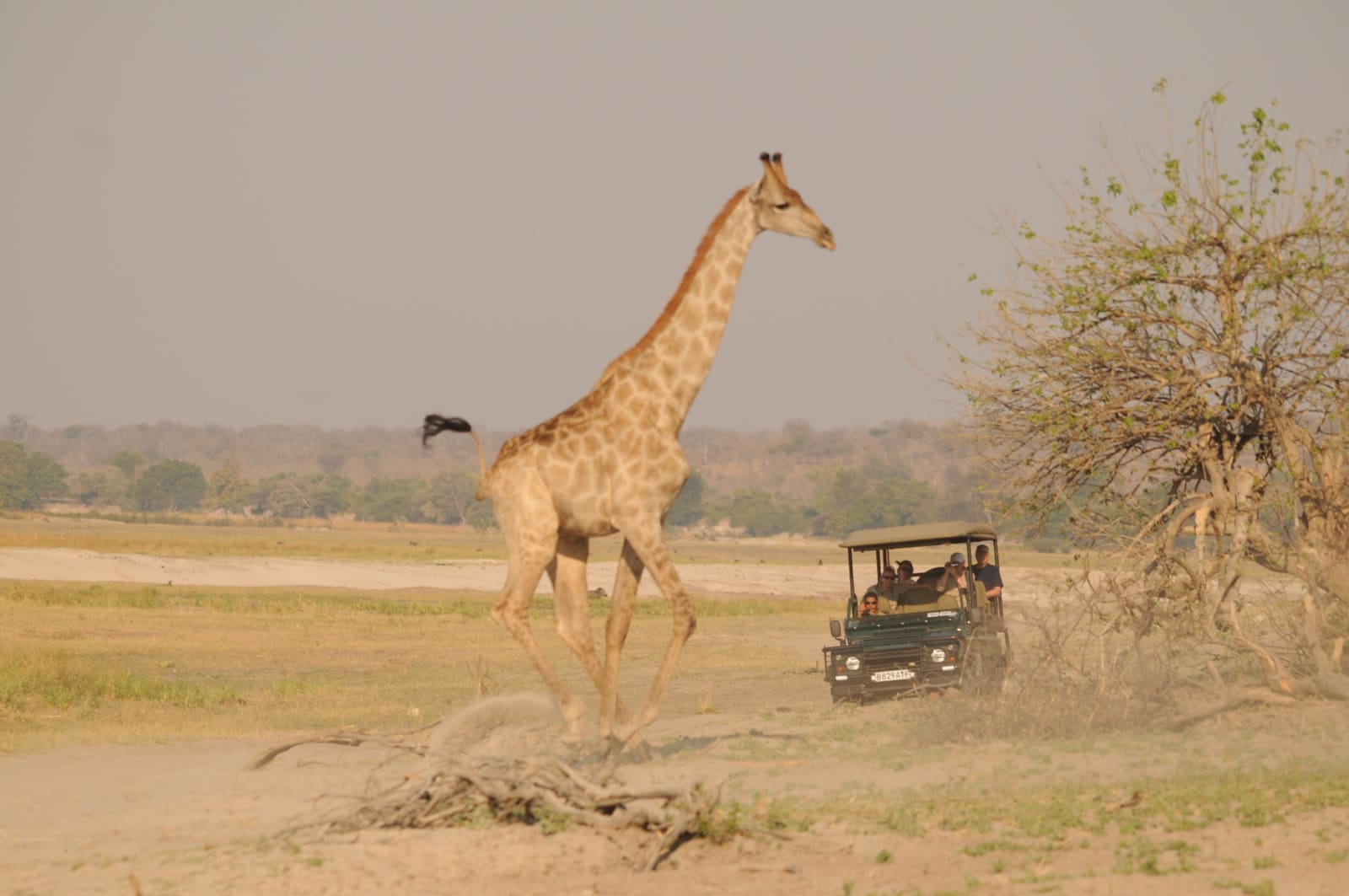 5-Day Camping Safari in Chobe & Savuti from Victoria Falls