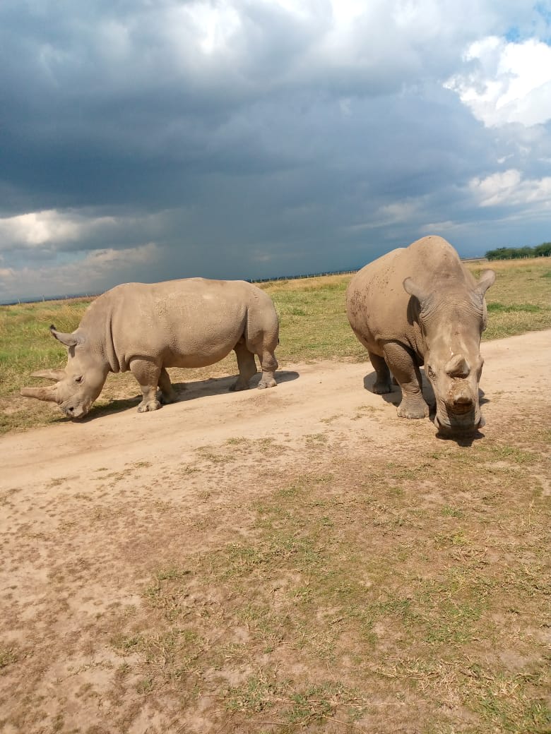8-Day Immersive Ol Pejeta Conservation Expereince