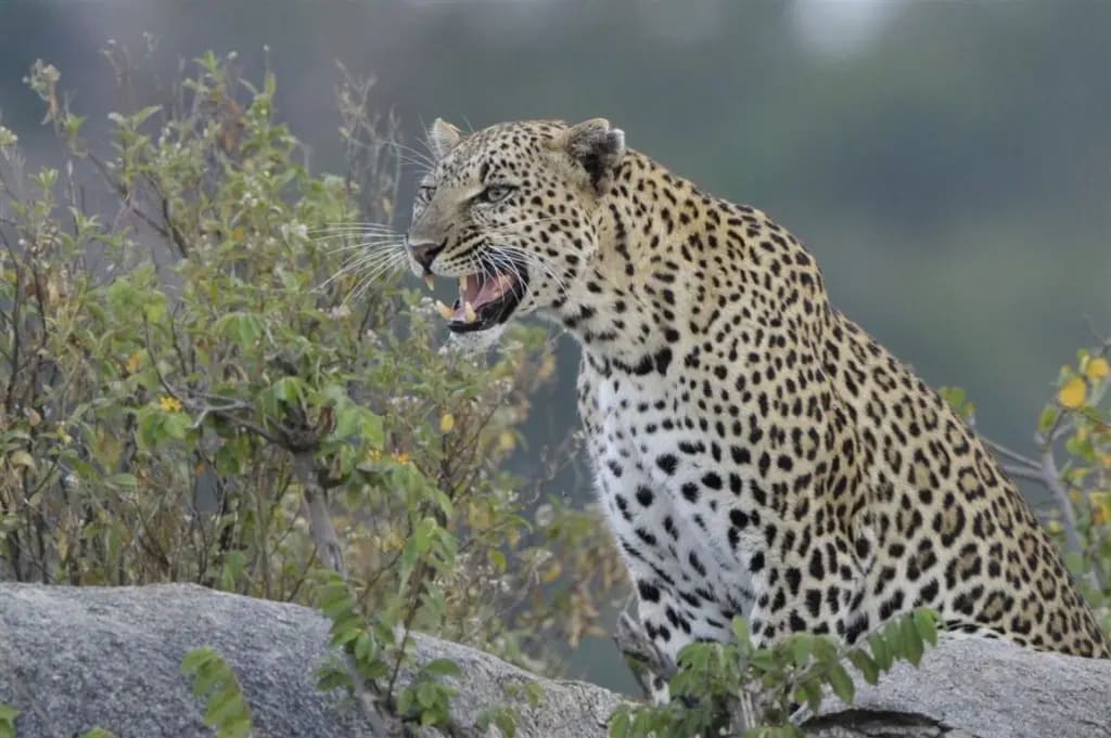 6-Day Classic Northern Circuit Safari