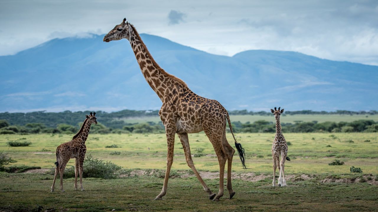 4-Day Northern Tanzania Safari: Tarangire, Ngorongoro & Lake Manyara