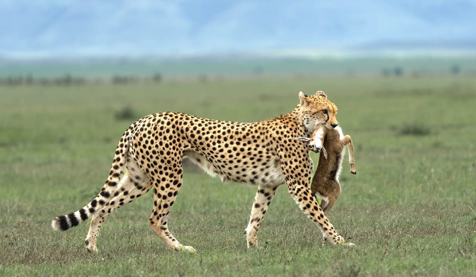 4-Day Serengeti Fly-in Safari from Zanzibar