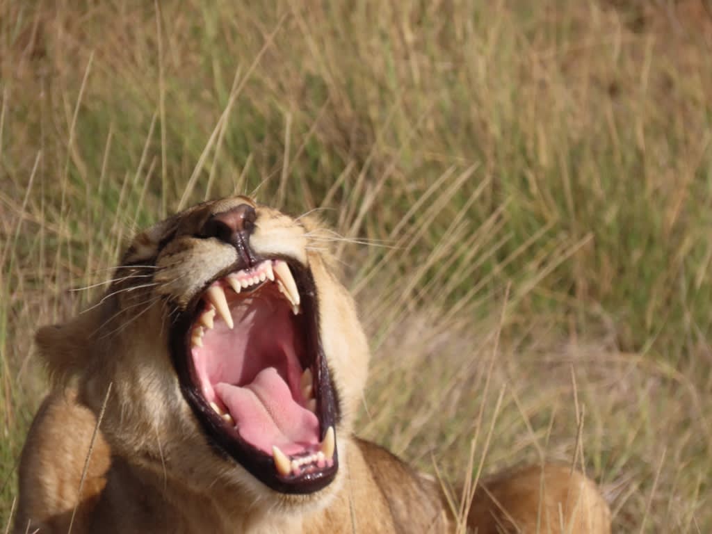 6-Day Tsavo west /Amboseli and Tsavo East